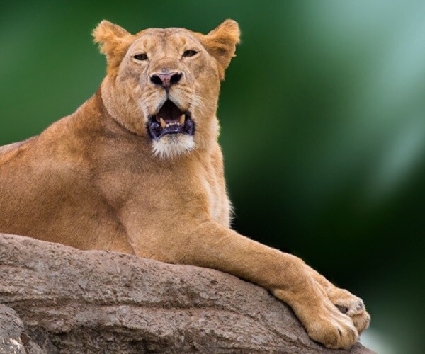 Lioness at Indianapolis Zoo Kills Father of Her 3 Cubs