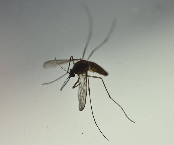 Florida Seeks Federal Emergency Response Team to Combat Zika's Spread