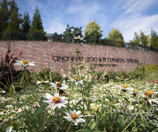 Cincinnati Zoo White Tiger Popsy Euthanized at Age 22