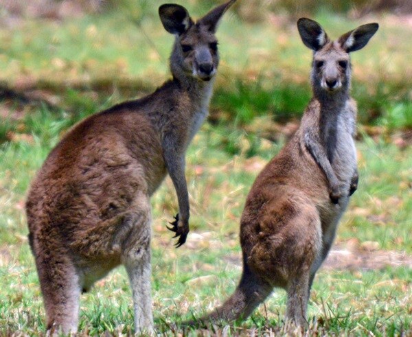 Canberra Food Scarcity Makes Kangaroos Jumpy