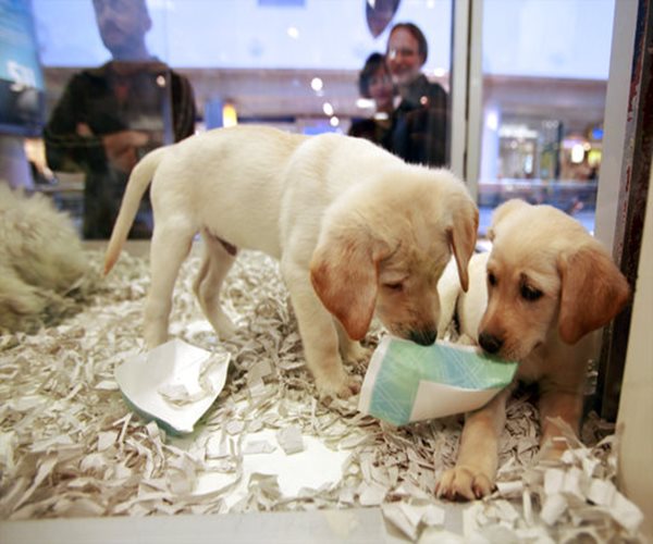 UK Bans Pet Shops from Selling Puppies and Kittens