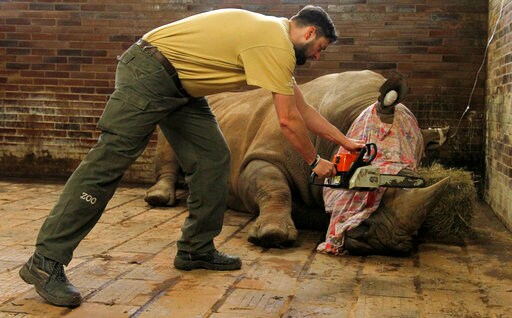 Czechs Saw off Rhino Horns as Precaution after France Attack