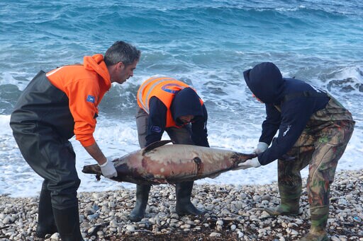 Turkey Denies Aegean Dolphin Deaths Linked to Navy Drill