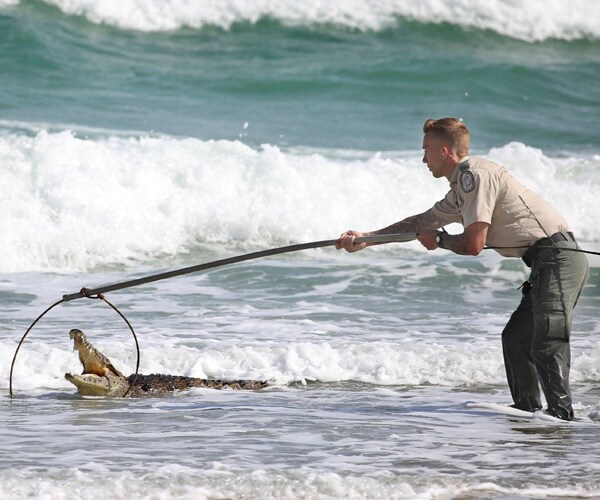 Florida Crocodile Beached, Wildlife Officials Move It