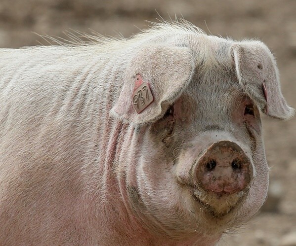 a pig on a pig farm