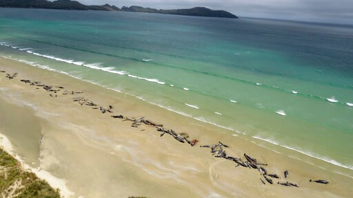 145 Pilot Whales Die in Stranding on New Zealand Beach