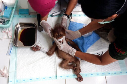 Orangutan Mother Blinded by Air Gun Pellets in Indonesia