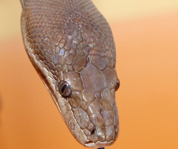A diamond python's head.