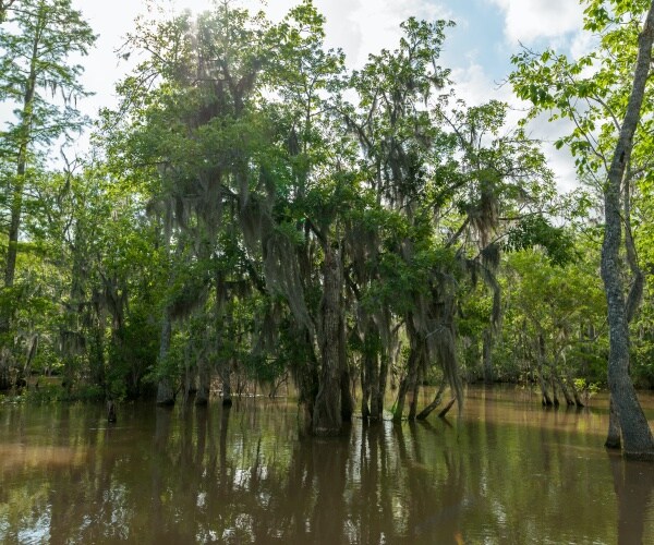 image of a swamp in new orleans