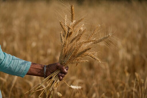 Heat Wave Scorches India's Wheat Crop, Snags Export Plans