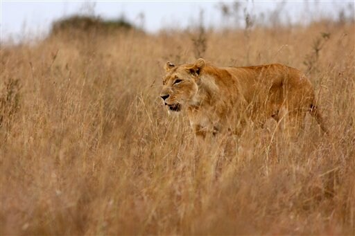 Hunters in Africa Say They Have a Role in Conservation