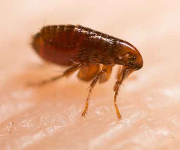 Fleas Test Positive for Plague in Arizona