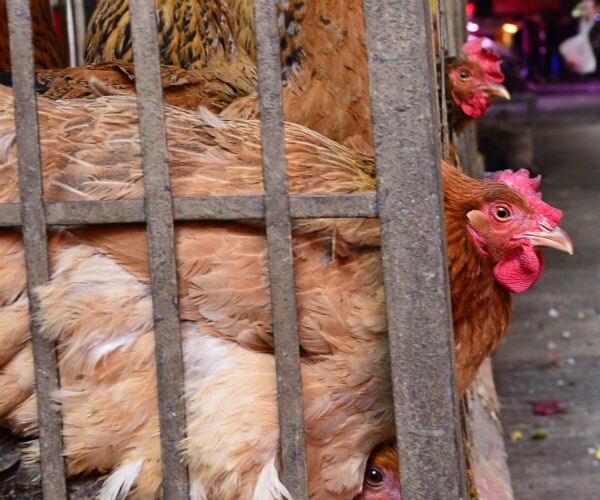 U.S. Confirms Avian Influenza in Tennessee Chicken Flock