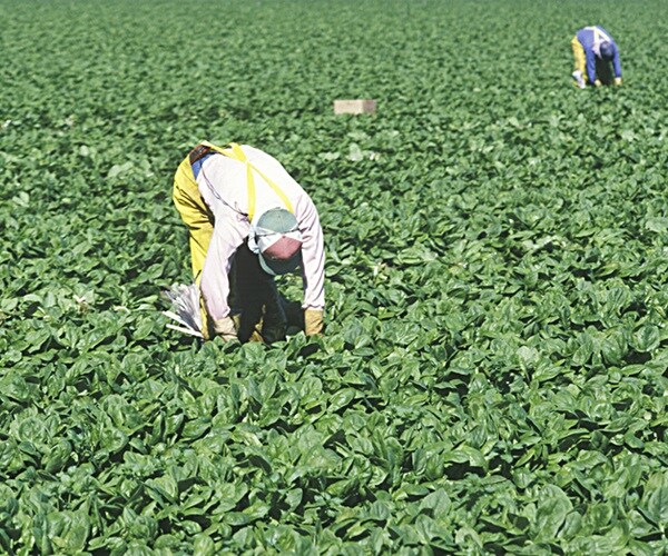 Trump May Exempt Health, Food Workers From Migrant Ban