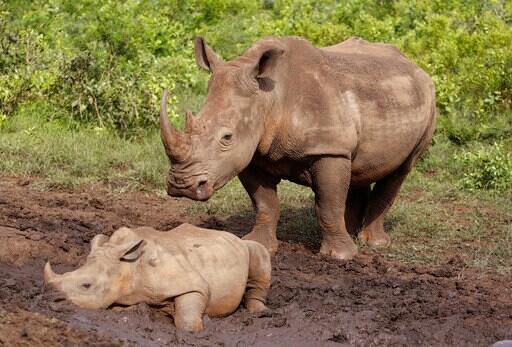 South Africa's Rhino Poaching Drops During Virus Lockdown