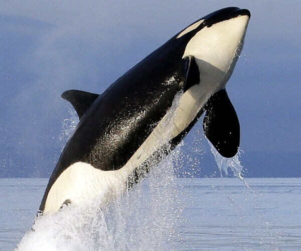 Grieving Orca Stops Carry Dead Calf, Now Feeding, Frolicking