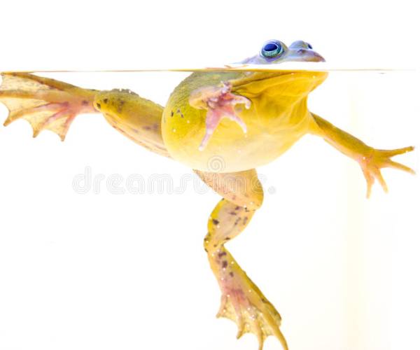 a frog in water