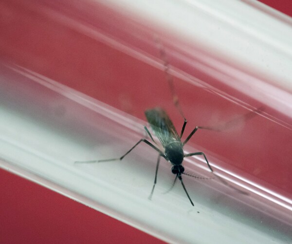 Senate Zika Funding of $1.1B OK'd With Stop-Gap Spending