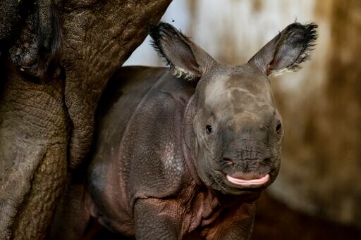 Endangered Indian Rhinoceros Baby Is Born in Zoo in Poland