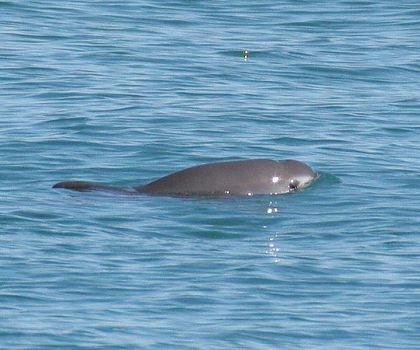 Vaquita Extinction Imminent, Last 30 to Be Removed From Wild