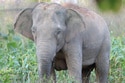 Thailand Uses a Birth Control Vaccine to Curb Its Elephant Population near Expanding Farms