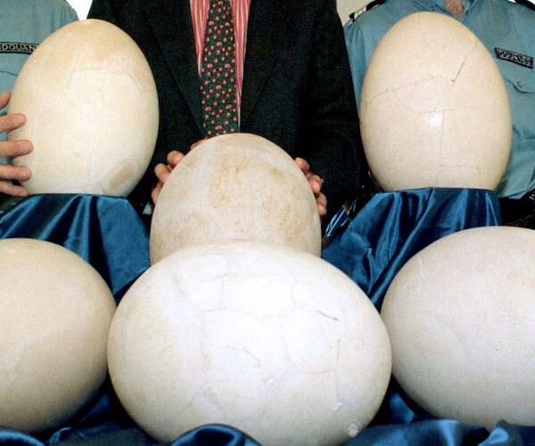 fossilized dinosaur bird eggs