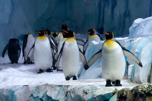 Advocates: Nations Must Move Faster to Protect Biodiversity