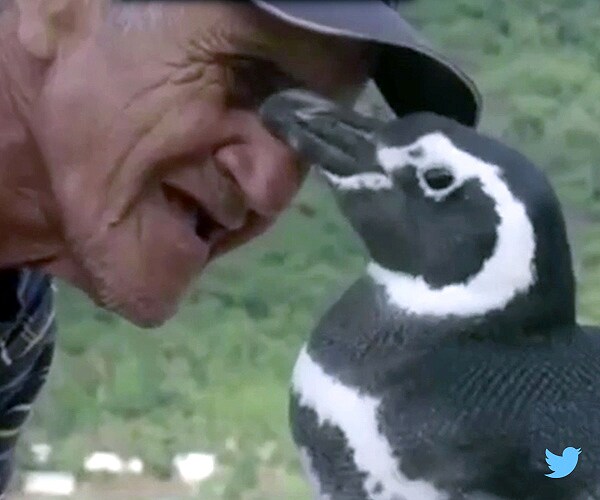 Dindim the Penguin Travels 5K Miles Each Year to See the Man Who Saved Its Life