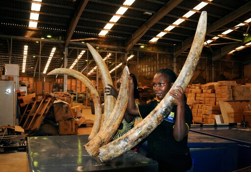 Staggering Uganda Wildlife Bust Worth Some $3.5 Million
