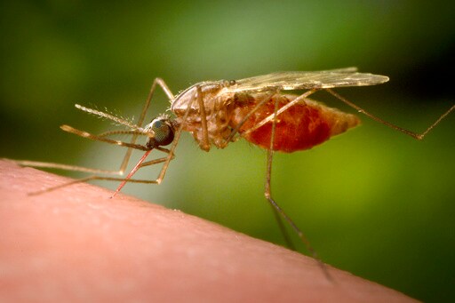 Southern China Hit by Outbreak of Mosquito-Borne Infection Chikungunya