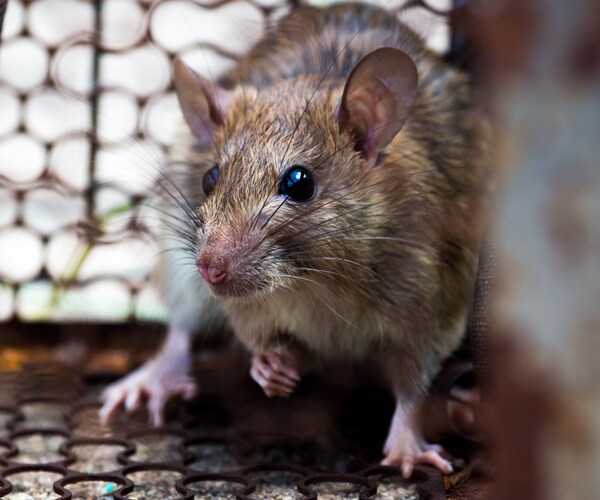 Chicago Rat Capital of US, Apartment Searchers Say
