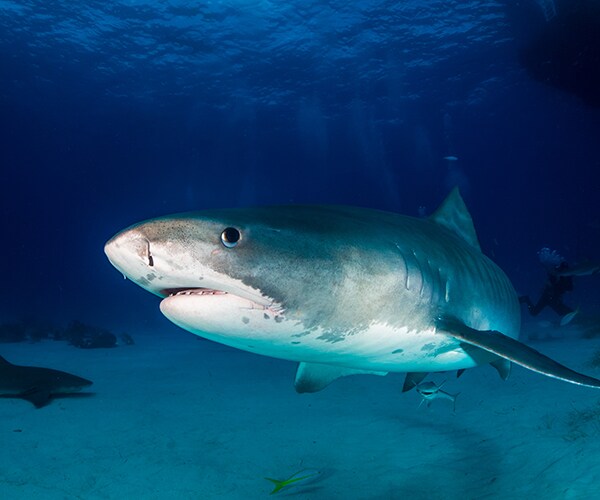 Shark Bites Penis Off Man Who Dies of Injuries