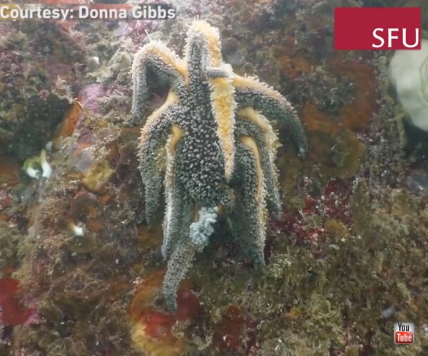 Sea Star Death Domino Effect Is a Warning, Say Researchers
