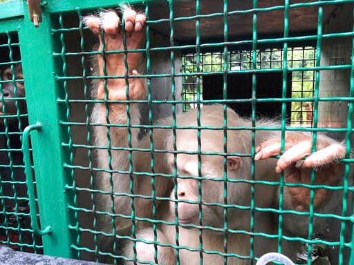 Alba the Albino Orangutan Returned to Jungle in Indonesia