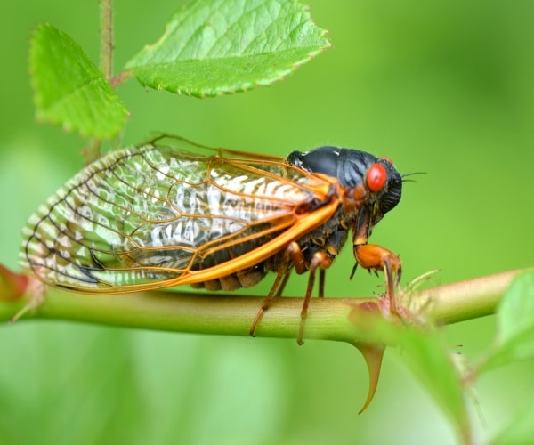 image of a cicada on a green leaf