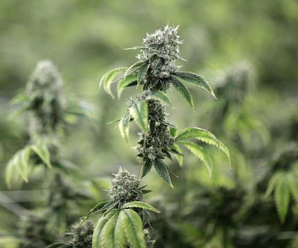 Pew Poll: 61 Percent Favor Legalization of Marijuana