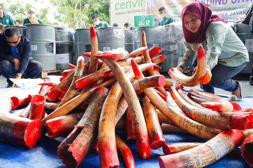 Malaysia Destroys 4 Tons of Ivory Tusks, Products