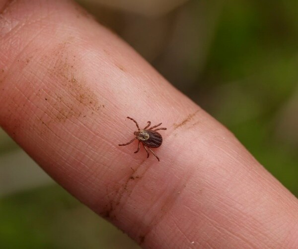 close-up of tick on finger