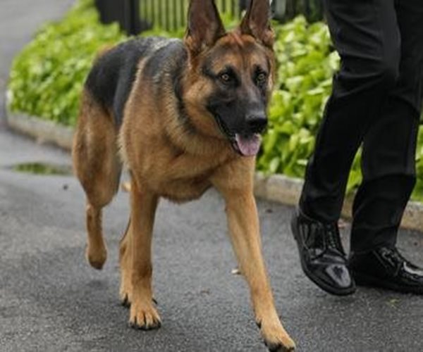 Commander Biden Bites Another Secret Service Employee at WH