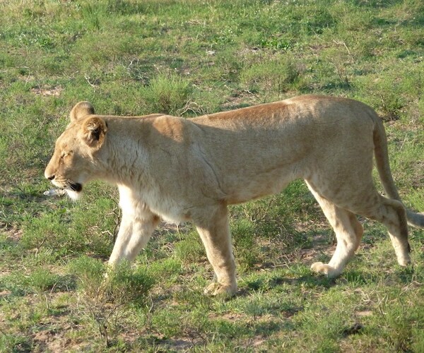 Lion Kills Woman at South Africa Game Lodge