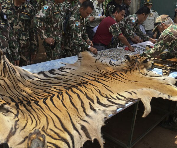 Three Monks Charged as Tiger Potions, Charms Point to Illicit Trade
