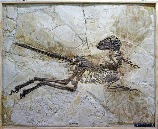 New Species of Feather-winged Dinosaur Unearthed in China