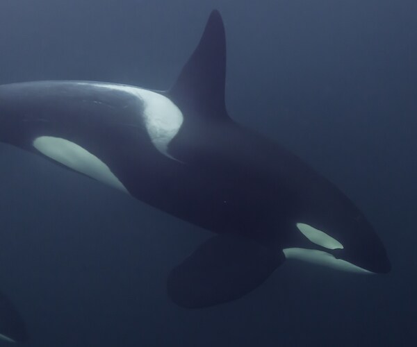 Orca Grieving Dead Calf Spotted Near Washington's Olympic Peninsula