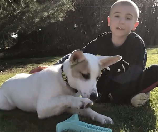 Boy Saves 1,000 Dogs by Getting Them Adopted Out of Shelters