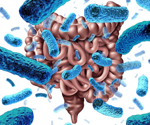Gut Microbes May Help Drive Lupus