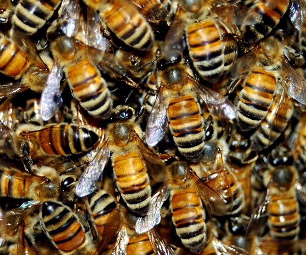 Honeybee Losses Improve 'From Horrible to Bad'