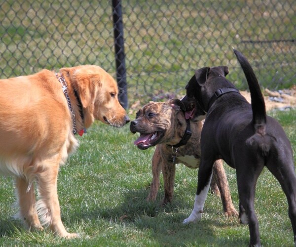 3 dogs playing together