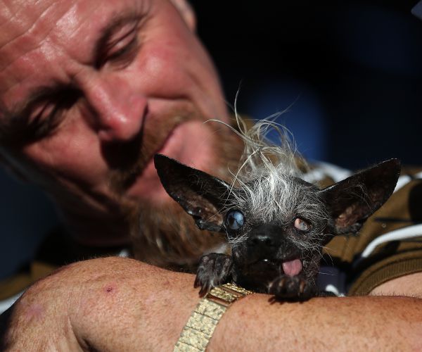 World's Ugliest Dog Competition Kicks Off in California