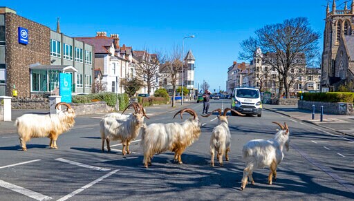 Un-baaaaa-lievable: Goats Invade Locked-down Welsh Town