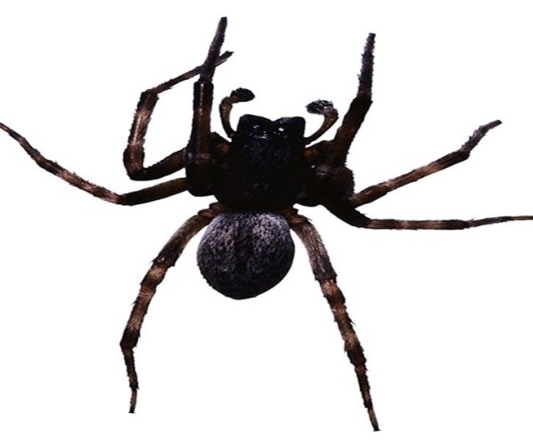 black spider